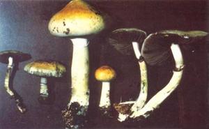 （圖）古巴裸蓋菇 Psilocybe cubensis(資料圖片)