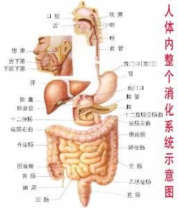 腸-胃反射