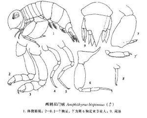 兩刺雙門戎