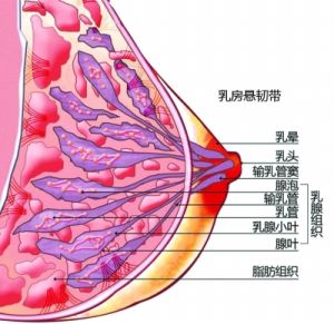 乳腺組織示意圖