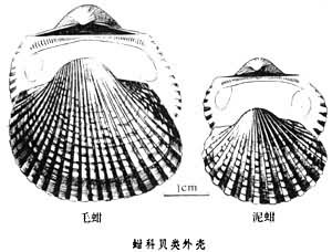 蚶科