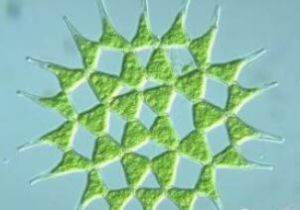 四角盤星藻