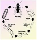 廄螫蠅的生活史