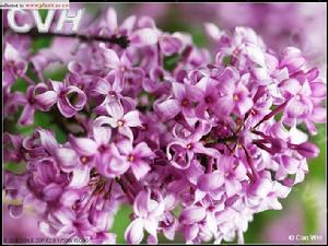 丁香花[雙子葉植物藥桃金孃科藥用丁香]