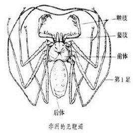 無鞭蠍