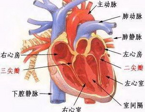 慢性心力衰竭