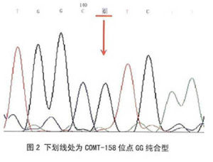 DNA的多態性