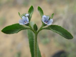 平滑果鶴虱