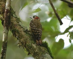 蘇拉威西啄木鳥