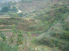 田灣自然村[雲南文山馬關縣馬白鎮興隆街社區田灣自然村]