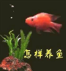 養魚