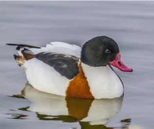 Common shelduck