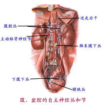 周圍神經系統