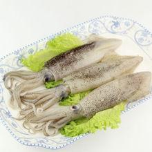 筆管魚