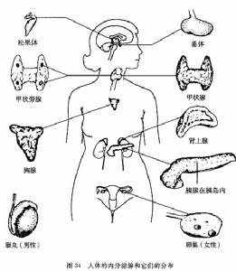 腺垂體功能減退症