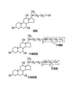 膽酸