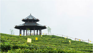 九龍山貢茶園