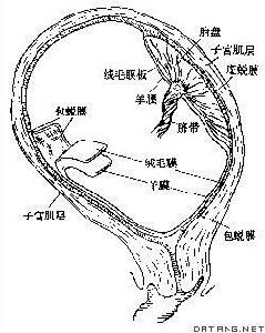 胞宮