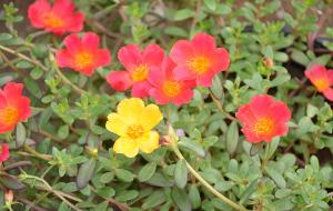 太陽花[馬齒莧屬草本花卉]