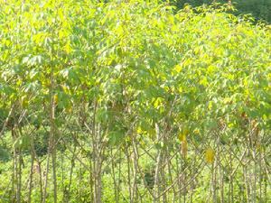 （圖）橡膠種植