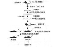 基因打靶