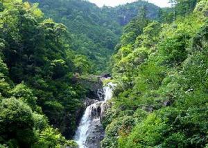 百山祖 植被景觀