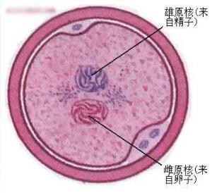 雙雌受精