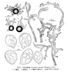 芍藥白粉菌