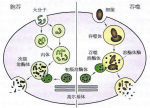 吞噬細胞對大分子的胞吞