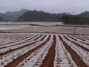 地膜覆蓋技術