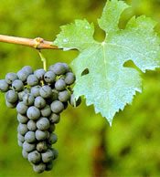 Cabernet Franc