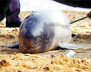 秋浦河江豚