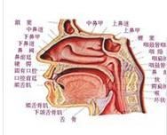 鼻咽部惡性腫瘤