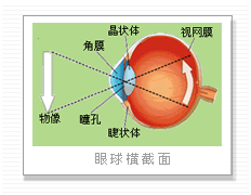 （圖）眼球橫截圖