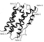 白介素6