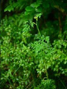 全葉山芹[植物]