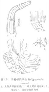 馬賽似繞線蟲