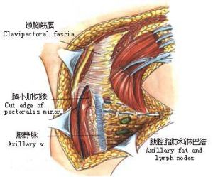 鎖胸筋膜