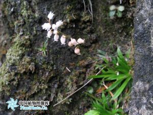 高山粉條兒菜