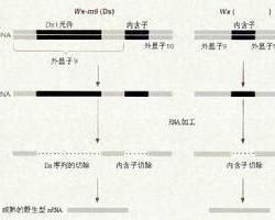 外顯子