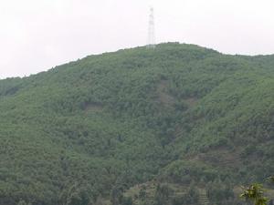 東登自然村生態林