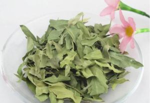 羅布麻花茶