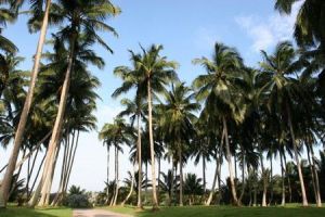 椰子大觀園