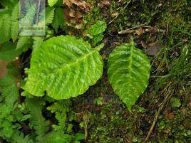 苦苣苔科