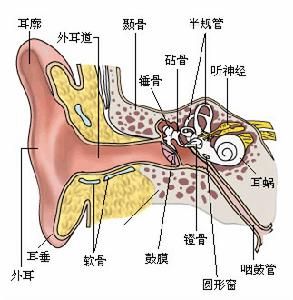 耳部構造