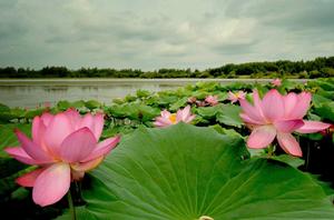 蓮花湖[黑龍江省林口縣蓮花湖]