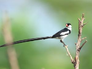 箭尾維達鳥