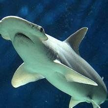 平頭光尾鯊