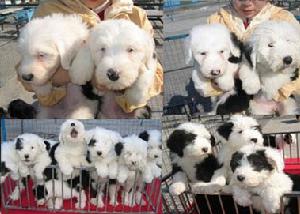 Old English Sheepdog