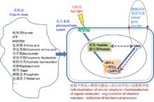 細胞的化學起源